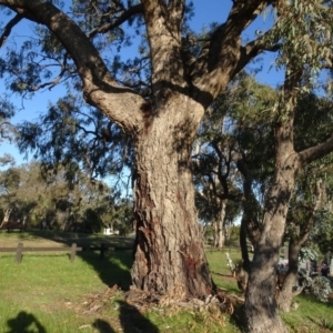 Eucalyptus bridgesiana at Murrumbateman Cemetery - 5 Jul 2020 04:33 PM