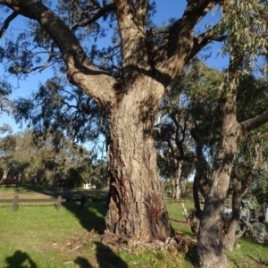 Eucalyptus bridgesiana at Murrumbateman Cemetery - 5 Jul 2020