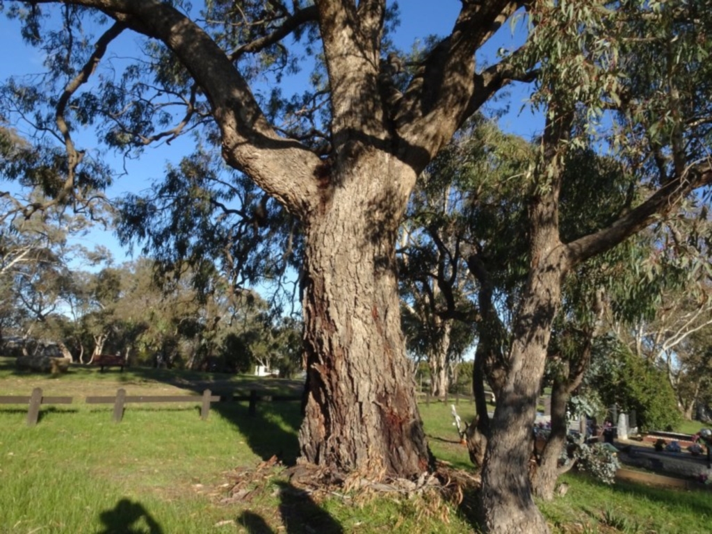 Eucalyptus bridgesiana at Murrumbateman, NSW - 5 Jul 2020