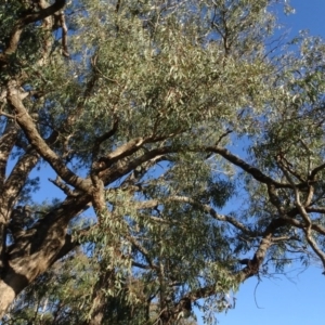 Eucalyptus bridgesiana at Murrumbateman Cemetery - 5 Jul 2020 04:33 PM