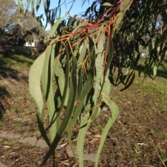 Eucalyptus bridgesiana at Murrumbateman Cemetery - 5 Jul 2020 04:33 PM