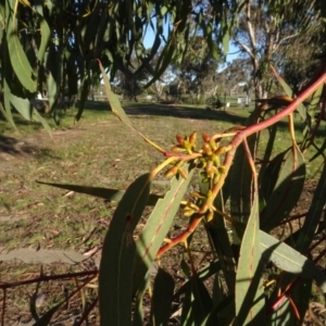 Eucalyptus bridgesiana at Murrumbateman, NSW - 5 Jul 2020