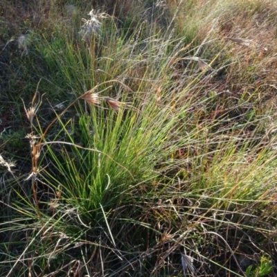 Themeda triandra (Kangaroo Grass) at Murrumbateman Cemetery - 5 Jul 2020 by AndyRussell