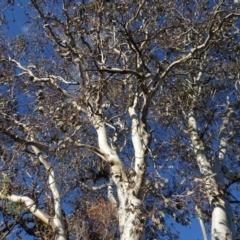 Eucalyptus blakelyi (Blakely's Red Gum) at Murrumbateman Cemetery - 5 Jul 2020 by AndyRussell