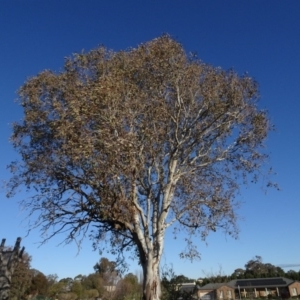 Eucalyptus blakelyi at Murrumbateman, NSW - 5 Jul 2020