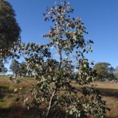 Eucalyptus blakelyi at Murrumbateman Cemetery - 5 Jul 2020