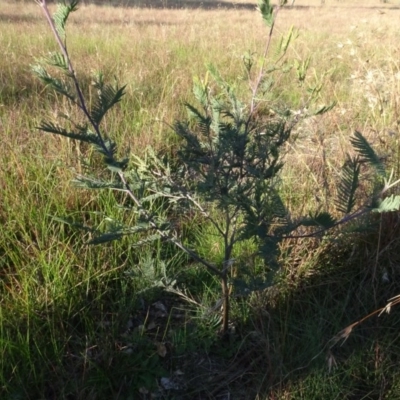 Acacia dealbata (Silver Wattle) at Murrumbateman, NSW - 5 Jul 2020 by AndyRussell