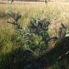 Acacia dealbata (Silver Wattle) at Murrumbateman Cemetery - 5 Jul 2020 by AndyRussell