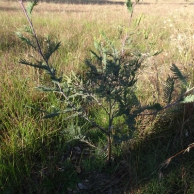 Acacia dealbata (Silver Wattle) at Murrumbateman Cemetery - 5 Jul 2020 by AndyRussell