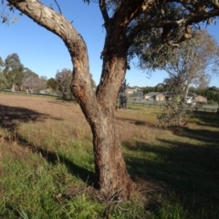 Eucalyptus polyanthemos (Red Box) at Murrumbateman Cemetery - 5 Jul 2020 by AndyRussell