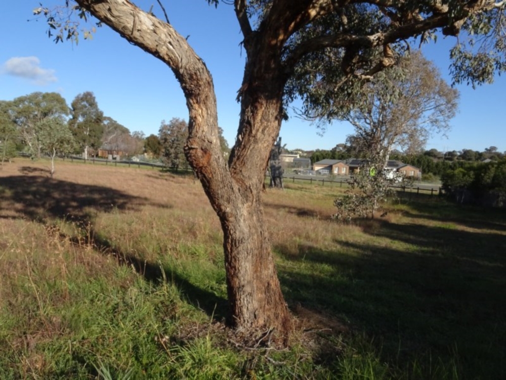 Eucalyptus polyanthemos at Murrumbateman, NSW - 5 Jul 2020