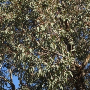 Eucalyptus polyanthemos at Murrumbateman Cemetery - 5 Jul 2020