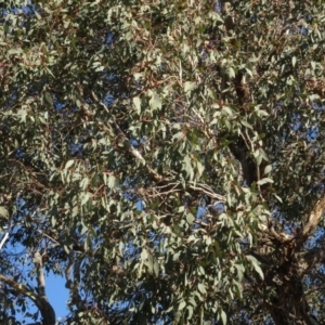 Eucalyptus polyanthemos at Murrumbateman, NSW - 5 Jul 2020