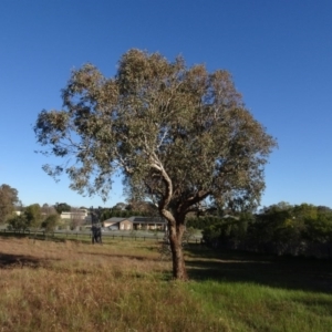 Eucalyptus polyanthemos at Murrumbateman Cemetery - 5 Jul 2020