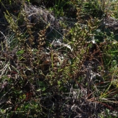 Cheilanthes sieberi (Rock Fern) at Murrumbateman Cemetery - 5 Jul 2020 by AndyRussell