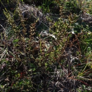 Cheilanthes sieberi at Murrumbateman, NSW - 5 Jul 2020 04:07 PM