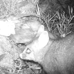 Trichosurus vulpecula (Common Brushtail Possum) at Gordon, ACT - 5 Jul 2020 by ChrisHolder