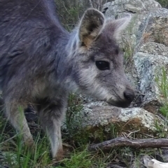 Osphranter robustus (Wallaroo) at Gordon, ACT - 1 Jul 2020 by ChrisHolder