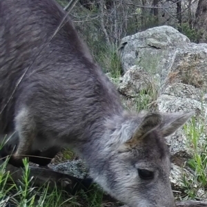 Osphranter robustus robustus at Gordon, ACT - 1 Jul 2020