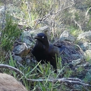 Corvus coronoides at Gordon, ACT - 5 Jul 2020 10:46 AM