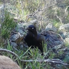 Corvus coronoides (Australian Raven) at Gordon, ACT - 5 Jul 2020 by ChrisHolder