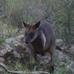 Wallabia bicolor (Swamp Wallaby) at Gordon, ACT - 3 Jul 2020 by ChrisHolder