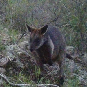 Wallabia bicolor at Gordon, ACT - 3 Jul 2020