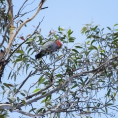 Callocephalon fimbriatum (Gang-gang Cockatoo) at Penrose, NSW - 29 Jun 2020 by Aussiegall