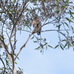 Callocephalon fimbriatum at Penrose, NSW - 29 Jun 2020