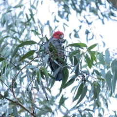 Callocephalon fimbriatum (Gang-gang Cockatoo) at Wingecarribee Local Government Area - 30 Jun 2020 by Aussiegall