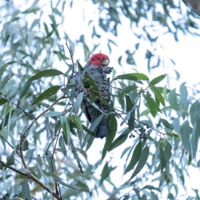 Callocephalon fimbriatum (Gang-gang Cockatoo) at Wingecarribee Local Government Area - 30 Jun 2020 by Aussiegall