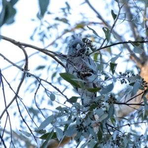 Callocephalon fimbriatum at Penrose, NSW - suppressed