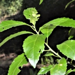 Claoxylon australe (Brittlewood) at Worrigee, NSW - 7 Jul 2020 by plants