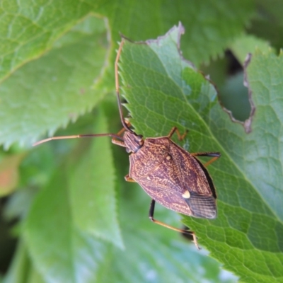 Poecilometis strigatus (Gum Tree Shield Bug) at Pollinator-friendly garden Conder - 19 Nov 2016 by michaelb