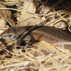 Carlia tetradactyla (Southern Rainbow Skink) at Conder, ACT - 7 Jul 2020 by Christine