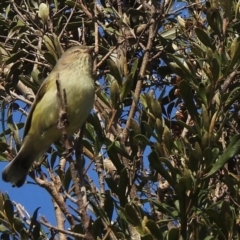 Smicrornis brevirostris (Weebill) at Evatt, ACT - 7 Jul 2020 by KMcCue