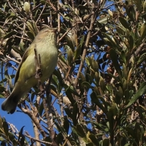 Smicrornis brevirostris at Evatt, ACT - 7 Jul 2020