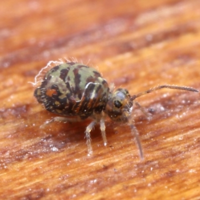 Symphypleona sp. (order) (Globular springtail) at Hackett, ACT - 7 Jul 2020 by TimL