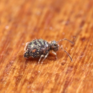 Symphypleona sp. (order) at Hackett, ACT - 7 Jul 2020