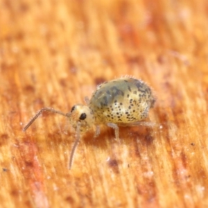 Symphypleona sp. (order) at Hackett, ACT - 7 Jul 2020