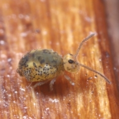 Symphypleona sp. (order) at Hackett, ACT - 7 Jul 2020