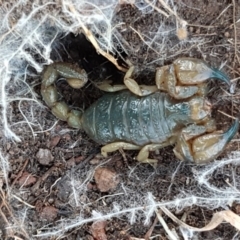 Urodacus manicatus (Black Rock Scorpion) at Molonglo River Reserve - 7 Jul 2020 by tpreston
