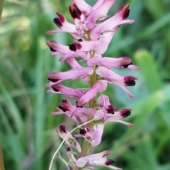 Fumaria bastardii (Bastard Fumitory) at Dunlop, ACT - 7 Jul 2020 by trevorpreston