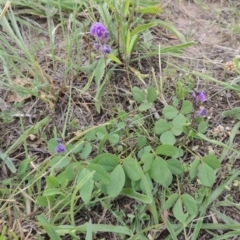 Glycine tabacina (Variable Glycine) at Coombs Ponds - 2 Mar 2020 by michaelb