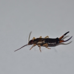 Forficula auricularia (European Earwig) at Wamboin, NSW - 3 May 2020 by natureguy