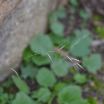 Rytidosperma (genus) (Wallaby Grass) at Wamboin, NSW - 19 May 2020 by natureguy
