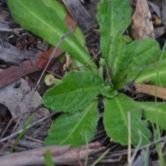 Solenogyne gunnii (Solengyne) at Wamboin, NSW - 19 May 2020 by natureguy