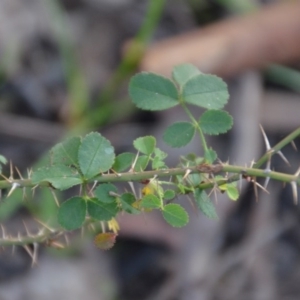 Rosa rubiginosa at Wamboin, NSW - 19 May 2020