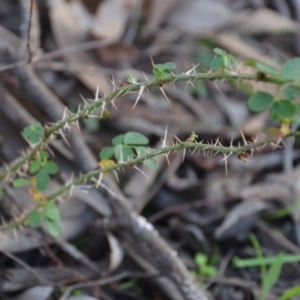 Rosa rubiginosa at Wamboin, NSW - 19 May 2020 11:42 AM