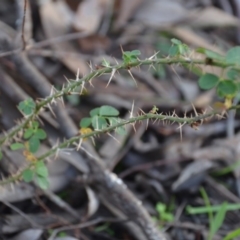 Rosa rubiginosa at Wamboin, NSW - 19 May 2020